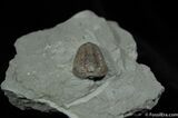 Nice Inch Prone Flexi Trilobite - Indiana #492-4